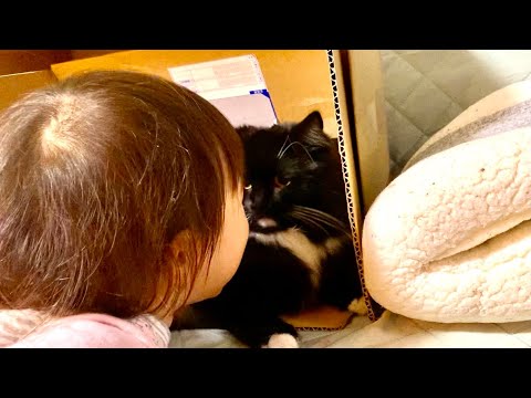 ファーストキスの相手になる猫　ラガマフィン　A cat kissed hot by a toddler
