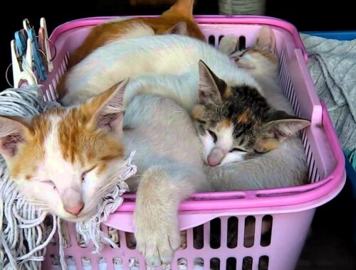 【猫編】眠る子猫四匹