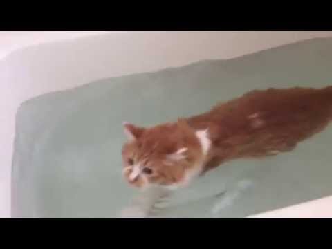 ネコのプリンコ　泳ぎます♪　～swimming cat Prinko~ 20140424