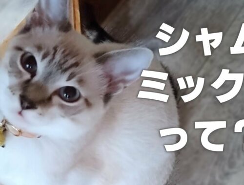 【解説】シャムミックス猫の魅力【特徴や性格】