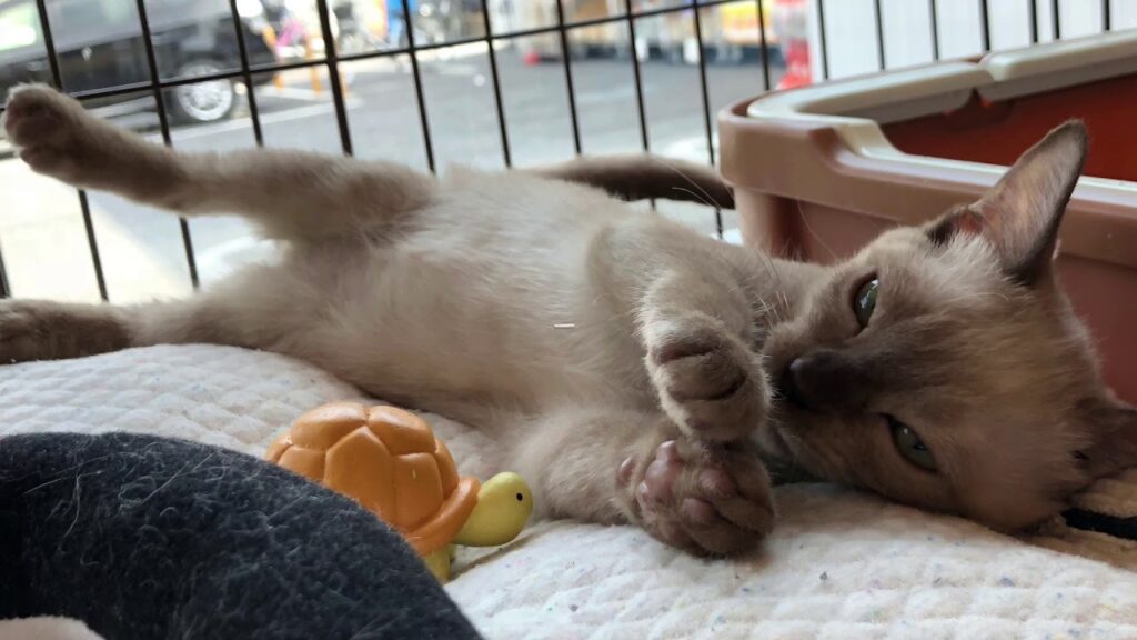 抱っこ大好き猫　トンキニーズ　犬っぽい　犬と遊べる猫