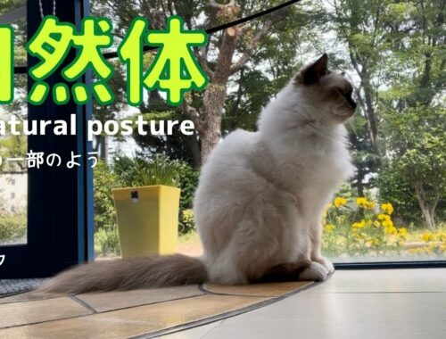 ありのままの姿【自然体】A natural posture（バーマン猫）Birman/Cat