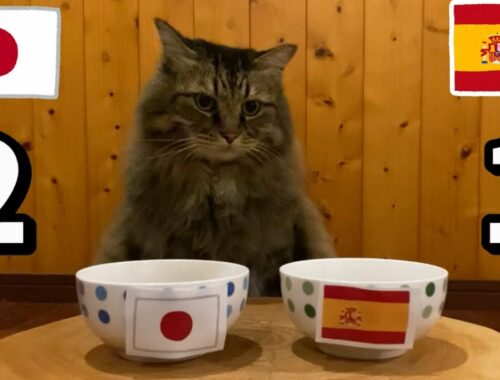 【猫ニュース】モフモフ猫がW杯・日本vsスペインの試合予想をしました。
