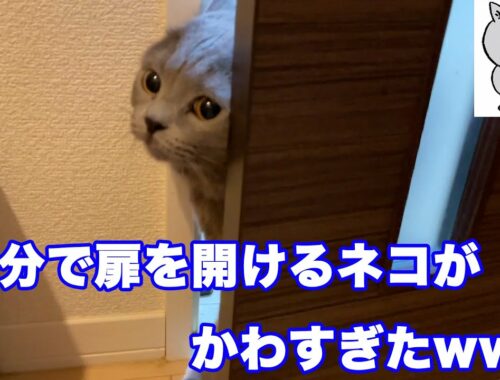 【ブリティッシュショートヘア】自分で扉を開けるネコがかわいすぎたwww【猫】