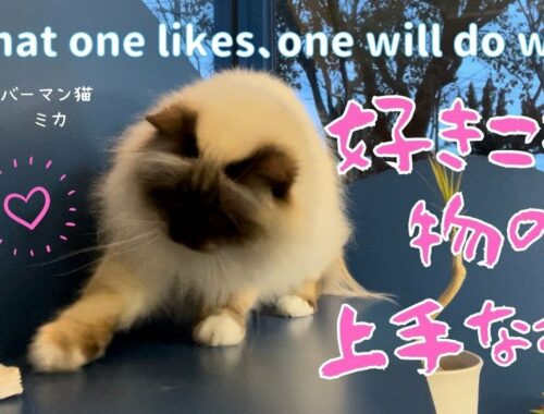 バーマン猫ミカはカサカサが大好き【好きこそ物の上手なれ】What one likes、one will do well（バーマン猫）Birman/Cat