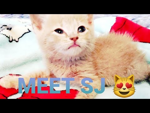 Meet SJ : a manx kitten saved from euthanasia