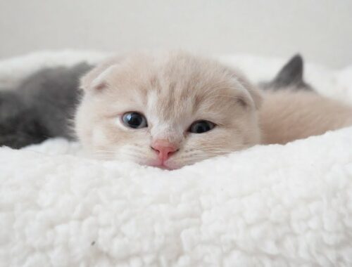 子猫にベッドをあげたら溶けましたw スコティッシュフォールドつむの子猫の成長記録…kitten and bed