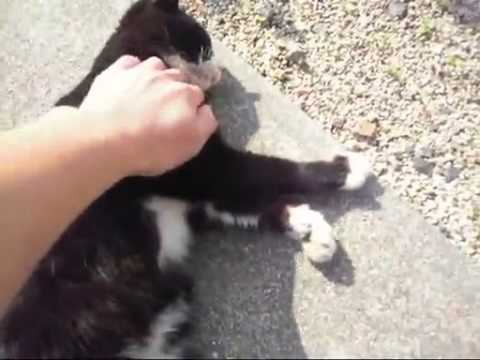【猫編】　近所の人懐っこいノラ猫をなでなでするだけの動画