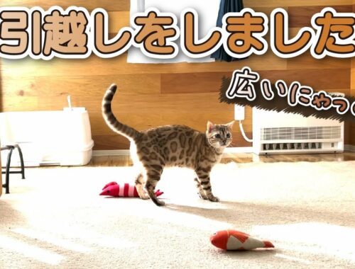 スノーベンガル猫、お引越しをします！ -Snow Bengal cat is moving house!-