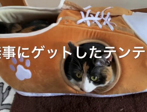 可愛い日本猫♡三毛猫テンテンのスニーカーぶる〜す♪