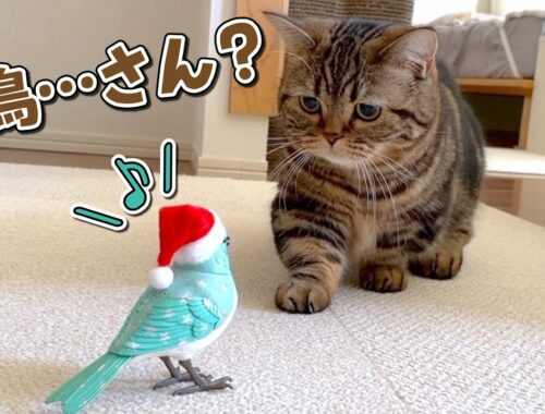 鳥が好きな猫に歌う鳥をプレゼントしたら反応が可愛すぎた！
