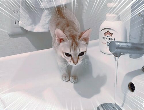 ストーカー猫が洗面所にやってきた！【シンガプーラ】