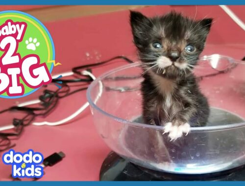 Spunky Kitten Can’t Be Stopped From Finding His Family | Dodo Kids | Baby 2 Big
