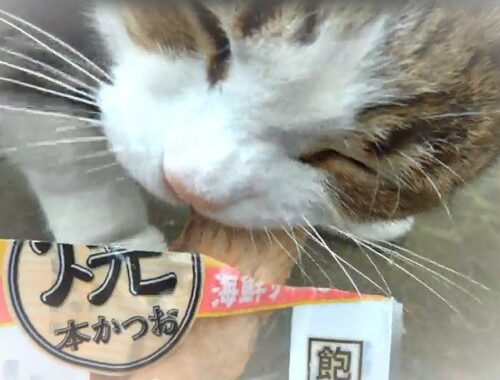 海外の猫たちが日本のおやつに大喜び！猫の仁義なき戦い！焼きカツオ＆ちゅーる