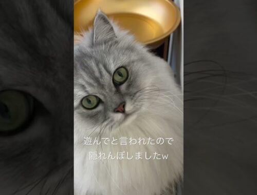 【猫品種ラガマフィン】猫と隠れんぼ