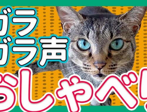 ガラガラ声でおしゃべりするかわいい猫/キジトラ猫/日本猫