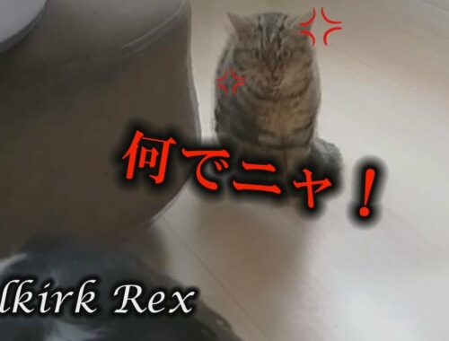 【セルカークレックス】猫のお誘いを秒で断る犬！【セルカー女子】