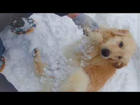 犬と一緒にスノーシュートレッキング　【ゴールデンレトリバー】のチャッピーと【ボーダーコリー】のココが雪玉だらけでラッセル走り