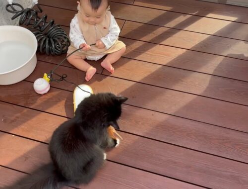 赤ちゃんを猫使いとして英才教育する猫　ラガマフィン　A cat that educates a baby as a cat master