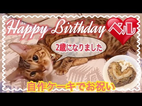 ベンガル猫ベルの2歳の誕生日を手作りケーキでお祝い