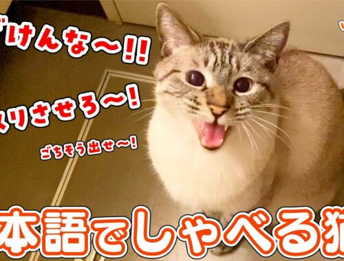 【しゃべる猫】飼い主への不満が爆発した猫が日本語を喋れるようになりました