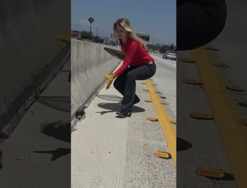 Kitten on the freeway needs a Christmas Miracle to survive!