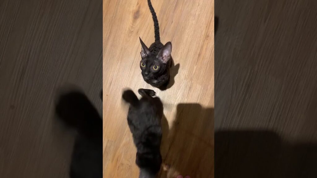 Cornish Rex cats /Kittens / Katzen!!! Cornish Rex reaction if we cut raw turkeys breast!!! Cornish Rex cats /Kittens / Katzen!!! Cornish Rex reaction if we cut raw turkeys breast!!!