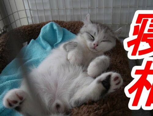 アメリカンカールの子猫の可愛い寝相を集めてみました!!
