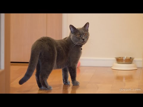 可愛いシャルトリュー 甘えん坊な猫は鳴き声も可愛いです♪
