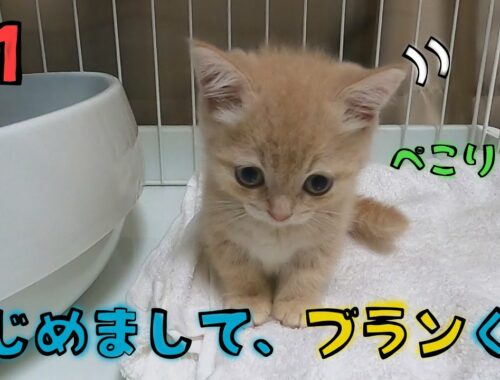 #1【短足マンチカン】おうちに子猫がやってきた！トイレ砂の悲劇…！？