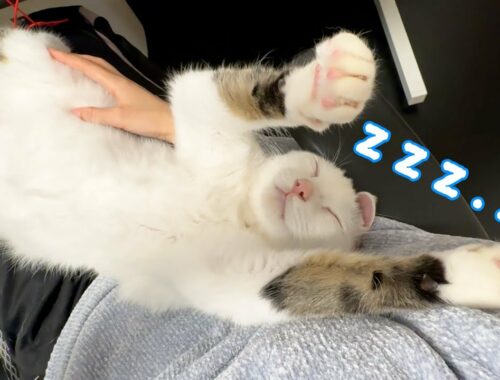 ママに甘えに来たら秒で寝る猫チロさん