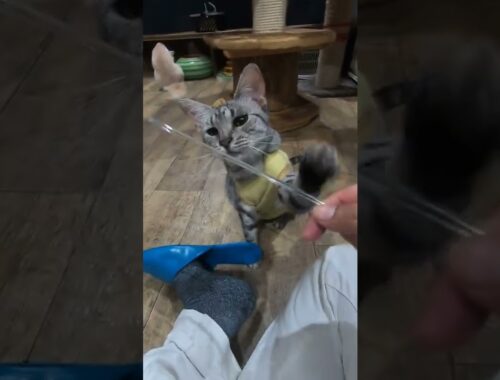 【珍しい猫】エジプシャンマウと遊ぶ動画（保護猫カフェ猫の木）十三駅