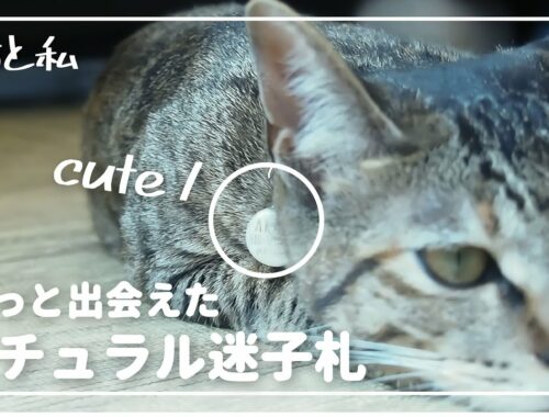 【日本猫】minneで出会った猫用ナチュラル系迷子札【猫と暮らす家】