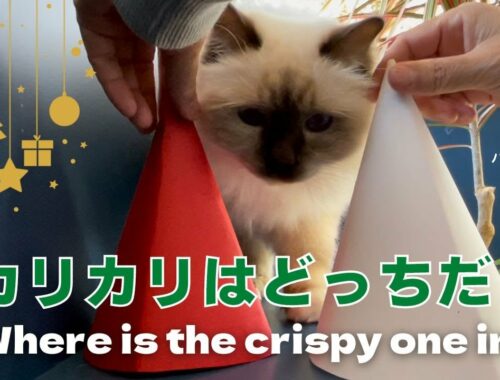 バーマン猫ラフ【カリカリはどっちだ？】Where is the crispy one in?（バーマン猫）Birman/Cat