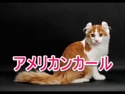 【猫図鑑】アメリカンカール