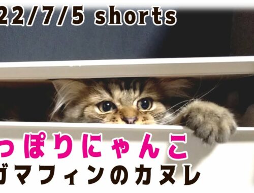 【20220705】すっぽりにゃんこ【猫・ラガマフィン】 #Shorts