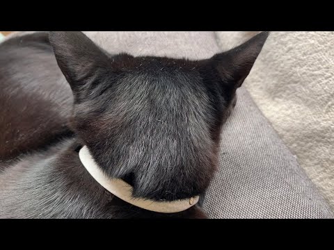 ひたすら寝る親子猫に癒される！黒猫ボンベイBlack bombay cat