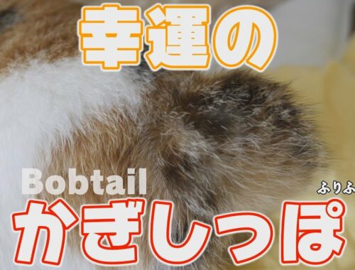 【Bobtail】うちの猫は幸運のカギしっぽ【ボブテイル】