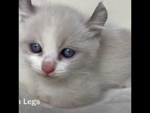 Kinkalow Munchkin Kitten with curled ears