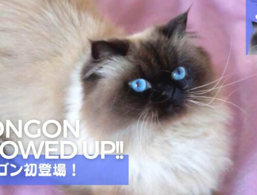 同居猫ヒマラヤンのゴンゴン初登場！ / Gongon showed up !