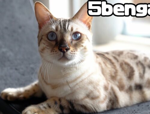 綺麗な瞳のベンガル猫の見分け方！