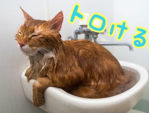 シャワーでトロけちゃう猫【アメリカンカール】