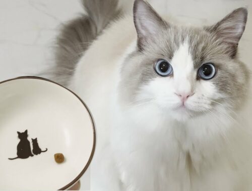 ご飯のたびにたくさん鳴いてくれるラグドール猫！カリカリ1粒だけあげたらリアクションが可愛すぎた...笑【ドッキリ】【かわいい】
