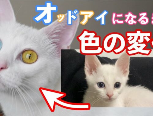オッドアイ白猫姉妹の目の色の変化を子猫時代から現在まで見てみます