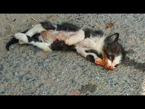 Attempt Kittens Rescue In A Car Accident || Emotion Burial Of Kitten (RIP)