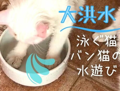 【おもしろ子猫】泳ぐ猫の水遊び　水飲みボウルはスイミングプール