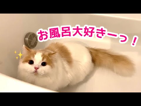 お風呂が大好きすぎる子猫が可愛い！【スコティッシュフォールド】
