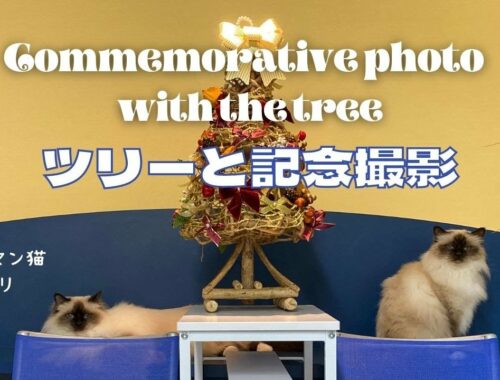 ４匹のバーマン猫【ツリーと記念撮影】（バーマン猫）Birman/Cat