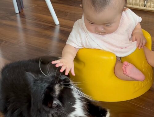 赤ちゃんにご飯を与えていると、嫉妬して甘えに来る猫　ラガマフィン　A cat who is jealous of a baby and comes to be spoiled