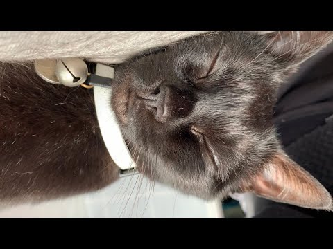 暑くてひたすら寝る猫ルーシー！Black bombay cat 黒のボンベイ